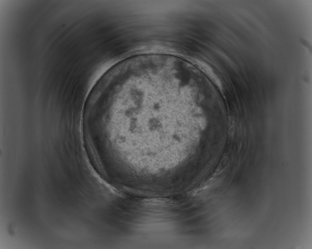 X0000096950863200802291055