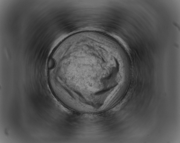 X0000096950910200802291053