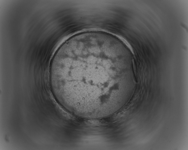 X0000096950911200802291053