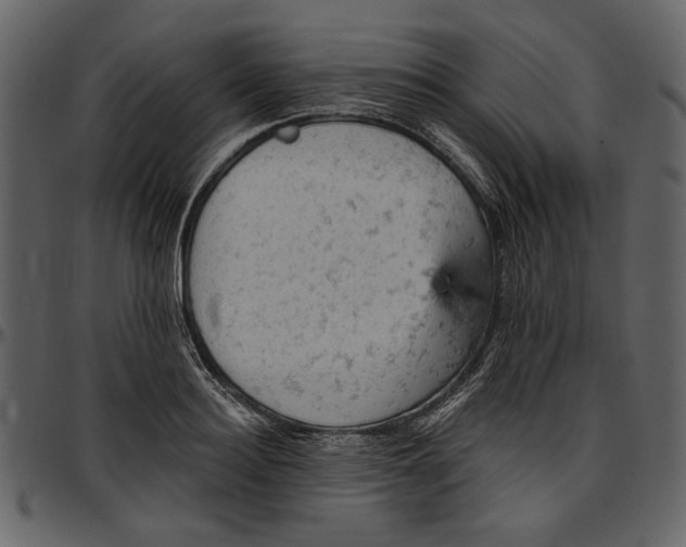 X0000096950940200802291053