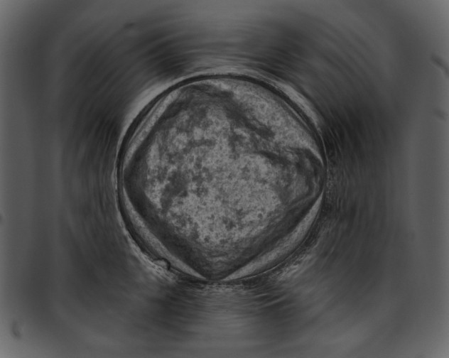 X0000096950951200802291053