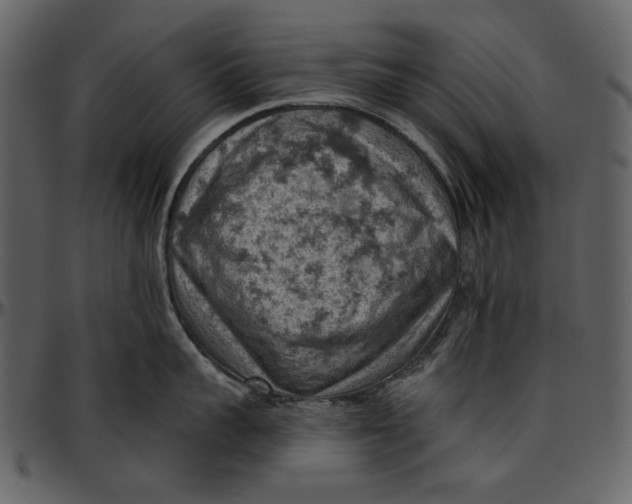 X0000096950959200802291053