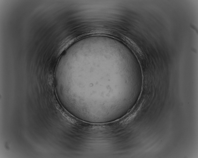 X0000096950985200802291052