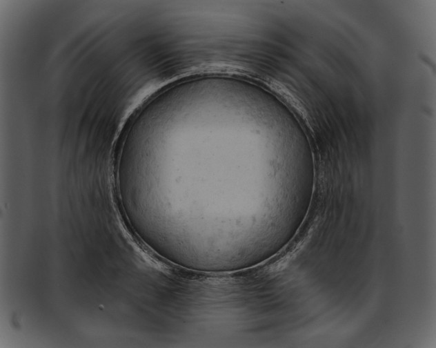 X0000096950989200802291052