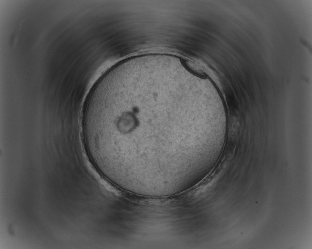 X0000096951005200802291052