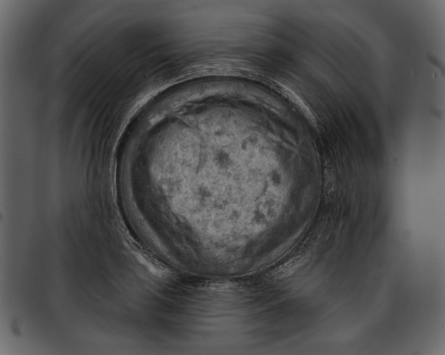 X0000096951035200802291051