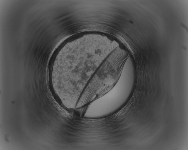 X0000096951076200802291051