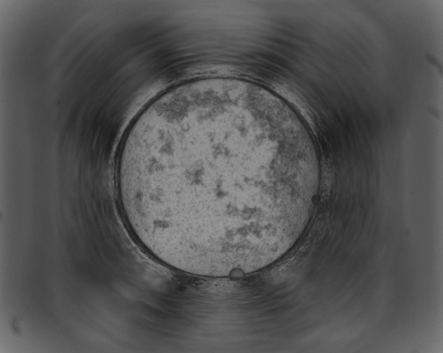 X0000096951090200802291050