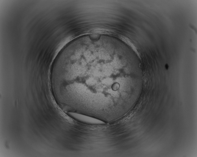 X0000096951091200802291050