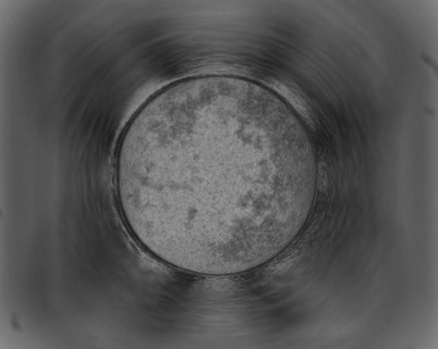 X0000096951094200802291050