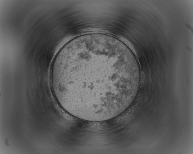 X0000096951098200802291050