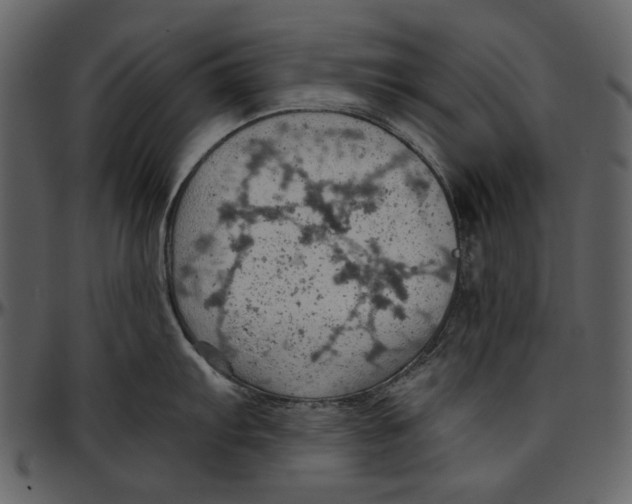 X0000096951103200802291050