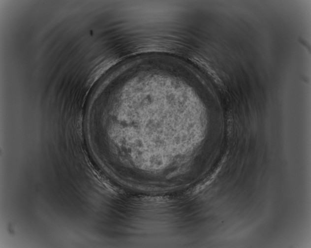 X0000096951121200802291050