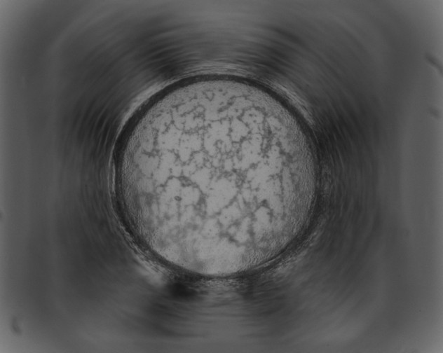 X0000096951125200802291050