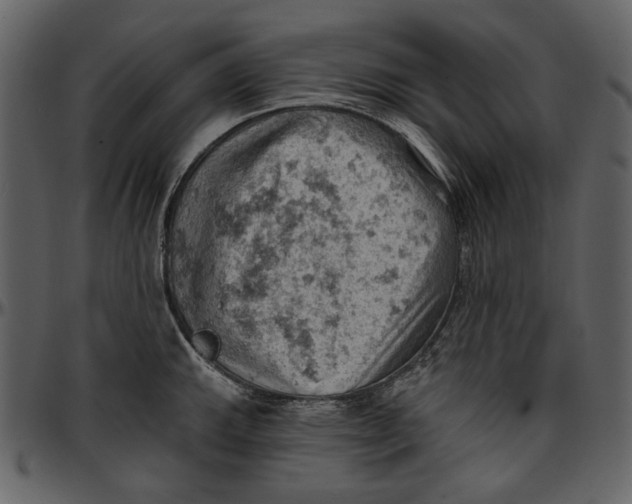 X0000096951143200802291050