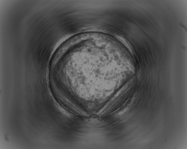 X0000096951149200802291050