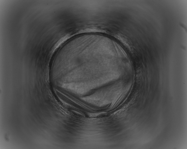 X0000096951173200802291049