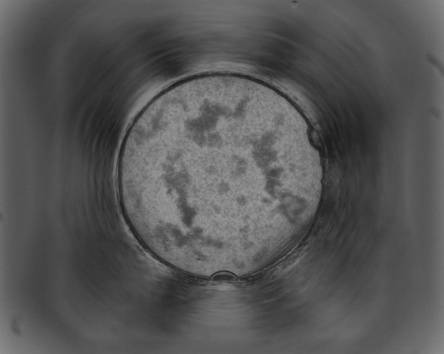 X0000096951199200802291049