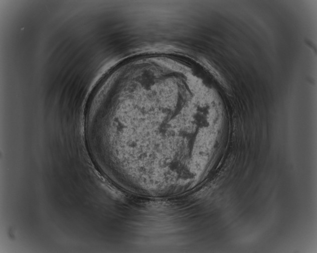 X0000096951232200802291048