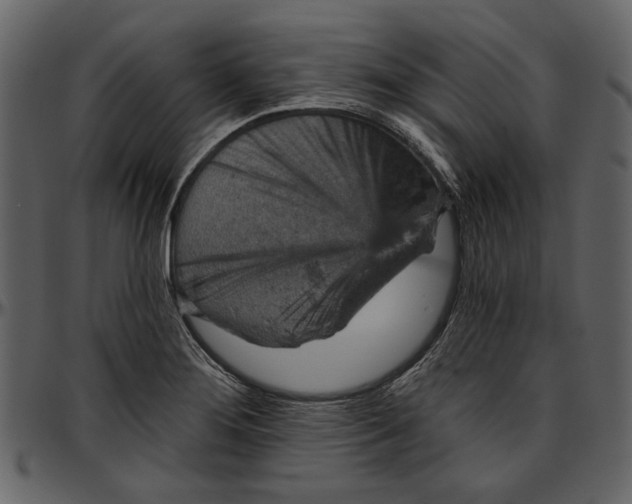 X0000096951276200802291047