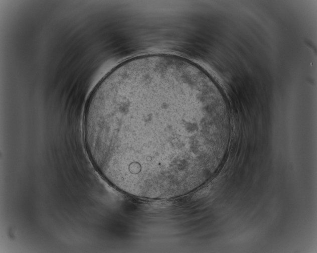 X0000096951294200802291047