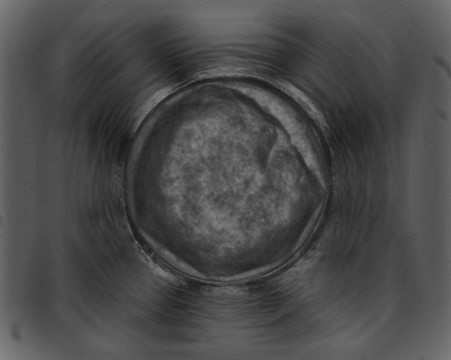 X0000096951337200802291047