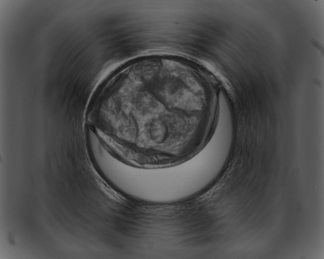 X0000096951372200802291046