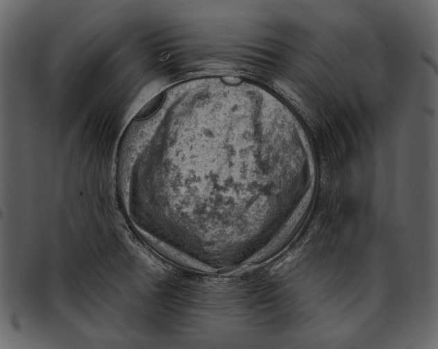 X0000096951378200802291046