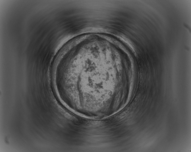 X0000096951382200802291046