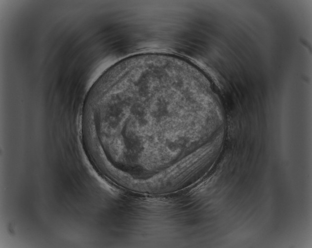 X0000096951383200802291046