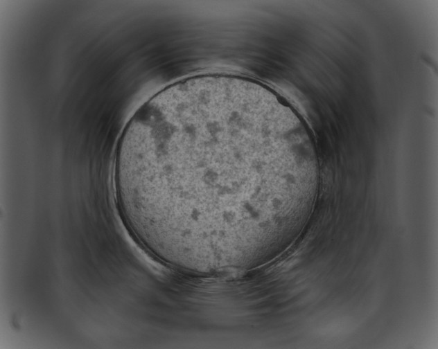 X0000096951391200802291046