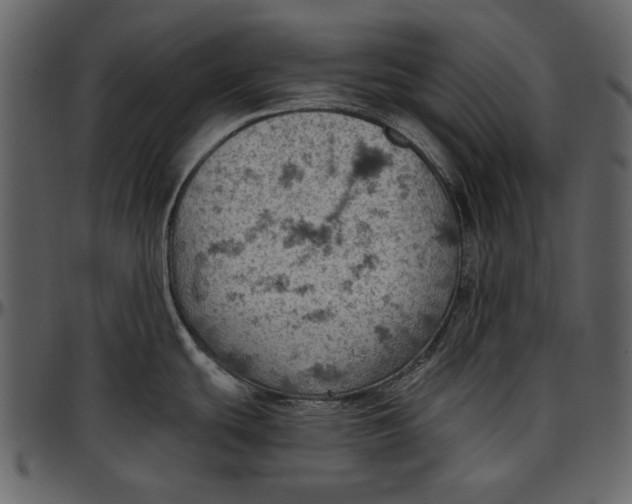 X0000096951439200802291046