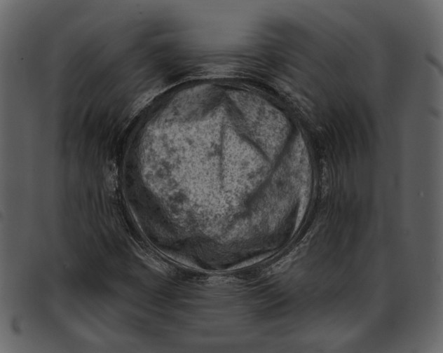 X0000096951449200802291045