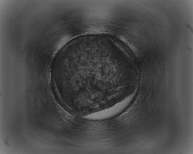 X0000096951459200802291045