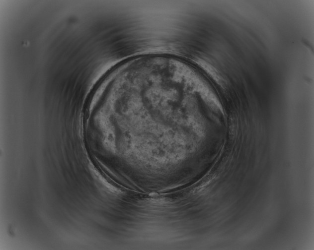 X0000096951468200802291045