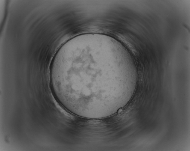 X0000096951479200802291044