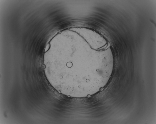 X0000096951481200802291044