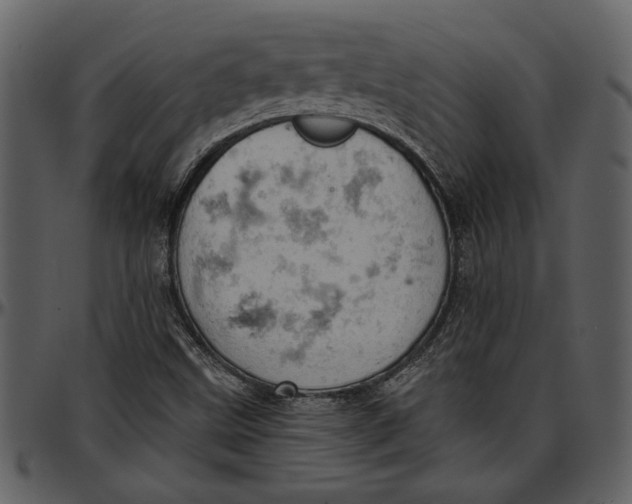 X0000096951499200802291044