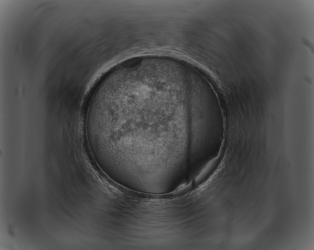 X0000096951506200802291044