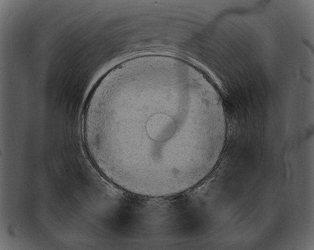 X0000096951514200802291044