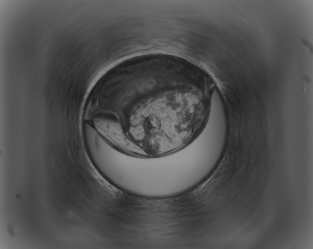 X0000096951516200802291044