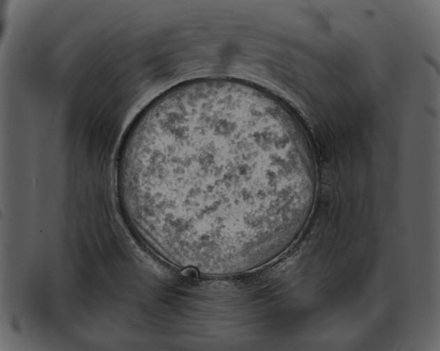 X0000096951517200802291044