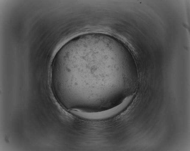 X0000096951520200802291044