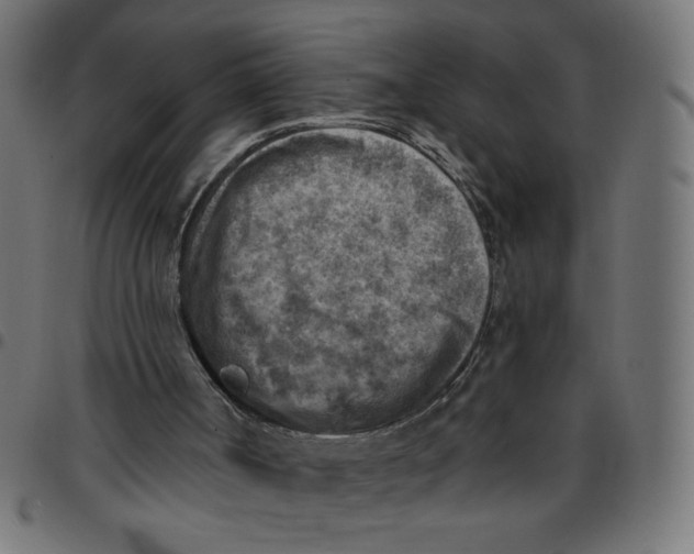 X0000096950002200803071038
