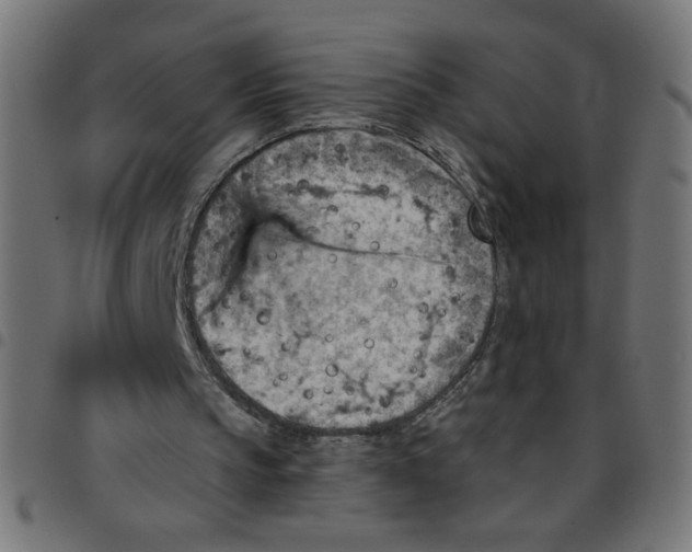 X0000096950145200803071035