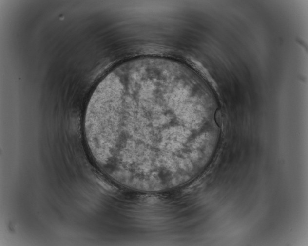X0000096950249200803071034