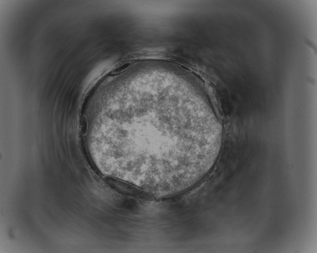 X0000096950293200803071034