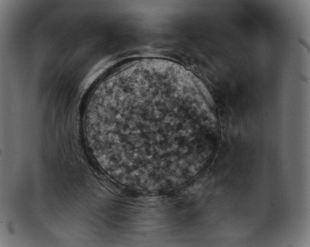 X0000096950295200803071034