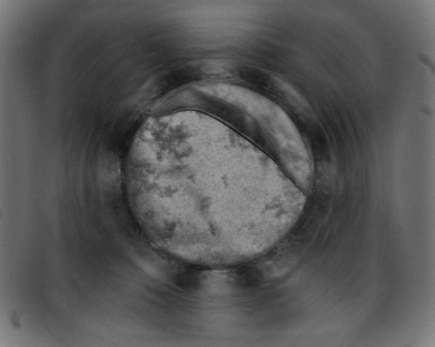 X0000096950320200803071034