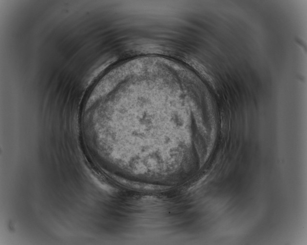 X0000096950390200803071033